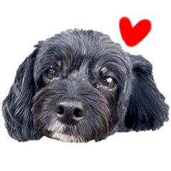 うちのチロルだよ