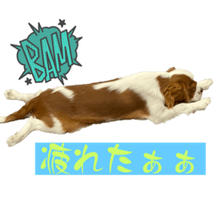 キャバリアくん。