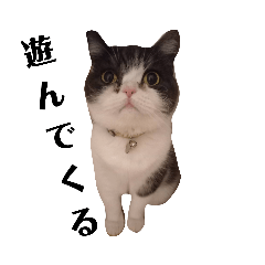 エキゾごまねこちゃん