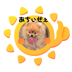 ポメラニアン夢〜くんの気持ち