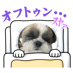 シーズー犬チャチャ2