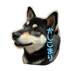 黒柴、わさびです。しーずんつー