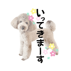 可愛いトイプー4お出かけ&時間編