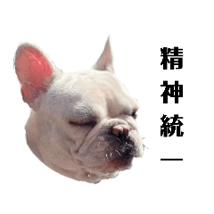 フレンチブルドッグのジェシー