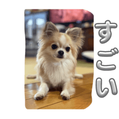 チワワ，聡太　第2スタンプ