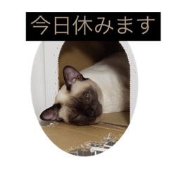 トンキニーズイクラの可愛いしっぽちゃん