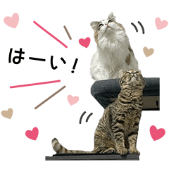 バニラとチャイの日常