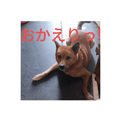 わんこちびさんスタンプ