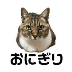 ぺろりねこスタンプ1（ふじこ）