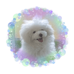 白く、柔らかな犬