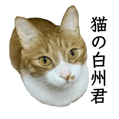 猫の白州君