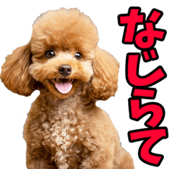 新潟弁☆わんこ