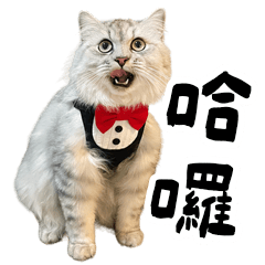 Cats in the Eva's universe