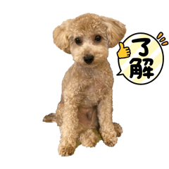 コッちゃんコッちゃん