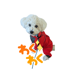 ビションフリーゼるぅ