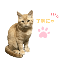 ソルとここたん