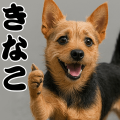 世界で一番かわいい犬「きなこ」