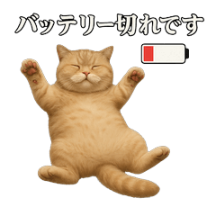 日常使い　猫がそばにいる2