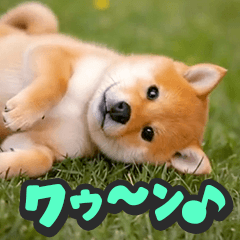 飛び出す★リアル犬にズームイン！