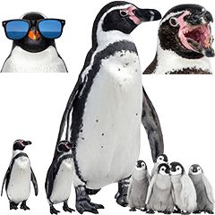 ペンギン　実写