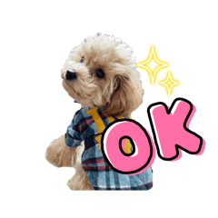 極小トイプーのトトくん❤️