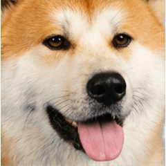 BIG! 秋田犬　実写