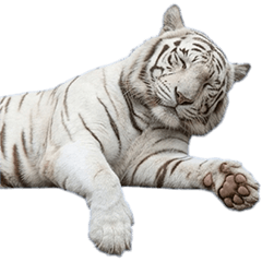 ホワイトタイガー　実写