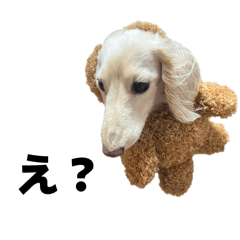 こたとサス ほのぼのダックスの日常