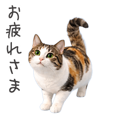 猫★家族連絡