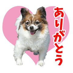 あらいぐま系パピヨン