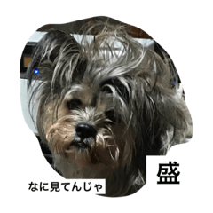 うちのわさびくん3