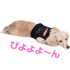 ミニチュアダックスフンドのマロン♀です