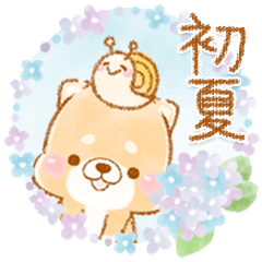 初夏❤️いやしばいぬ❤️16