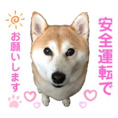 柴犬べっちゃん10