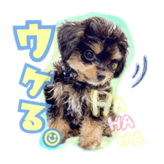 うちのわんこ❸