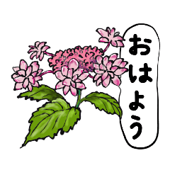 かわいいお庭の花