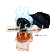 ねこのあずきスタンプ