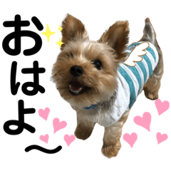 ツンデレ王子ちー（ヨーキー）