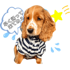 かーるの仔犬とカール&ノア