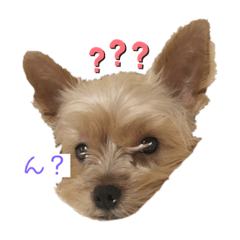 ヨーキーのかりん&ゆず