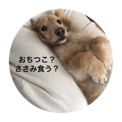 実用的なこたろう