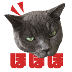 エブリディさぶ