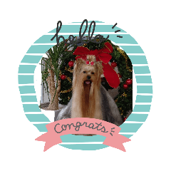 私のヨークシャ