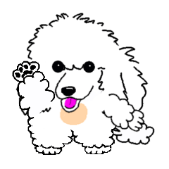 白プードルのラム