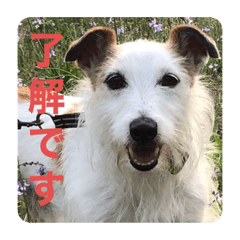 ジャックラッセルテリアの可愛いスタンプ