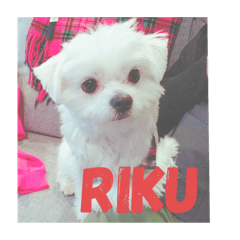 みんなのアイドルりく