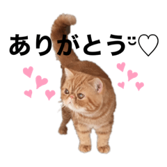 ヨーダの日常スタンプ