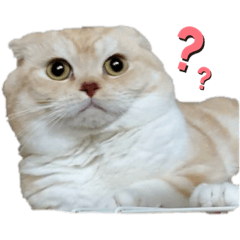 わんころにゃんころもっち