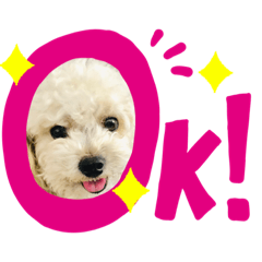 犬 コロくん