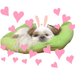 うちのめんこちゃんたち1